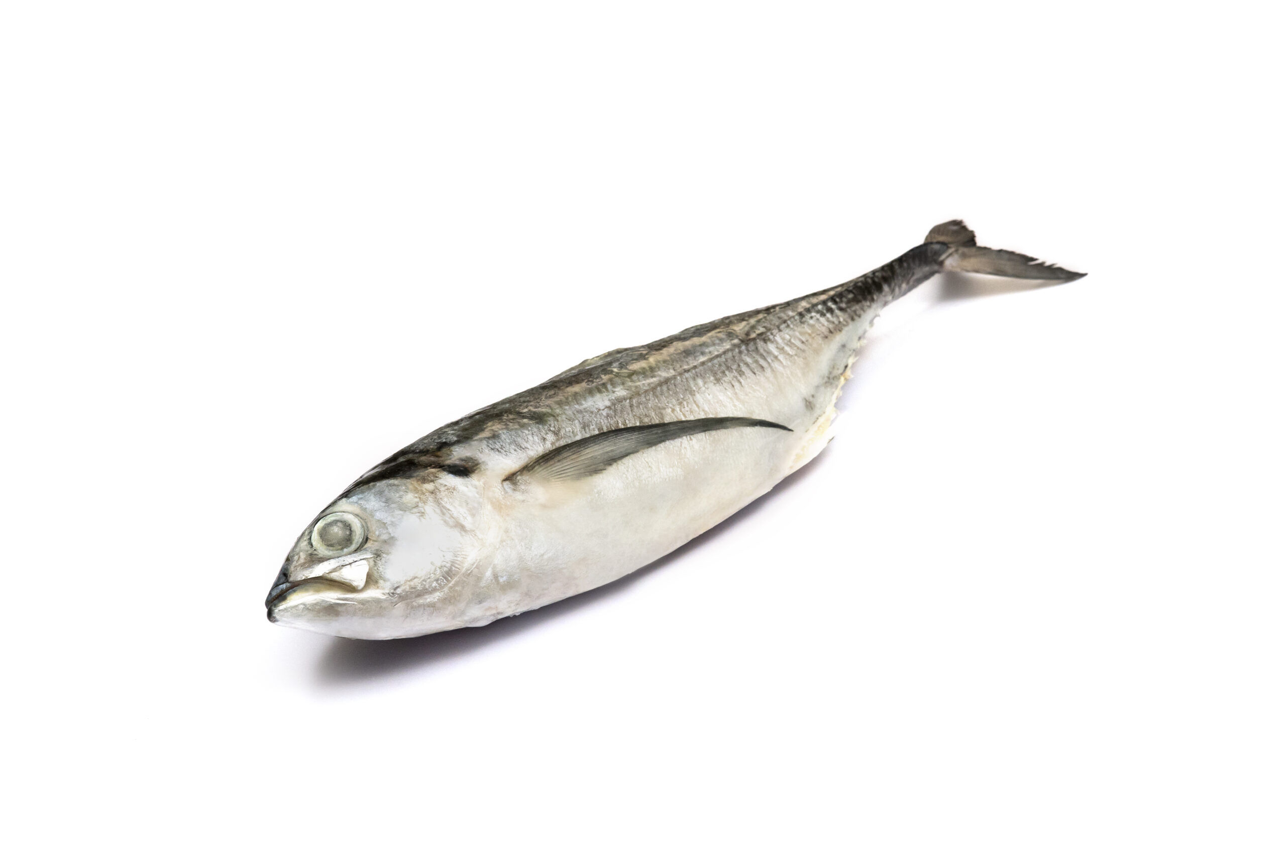 Horse Mackerel