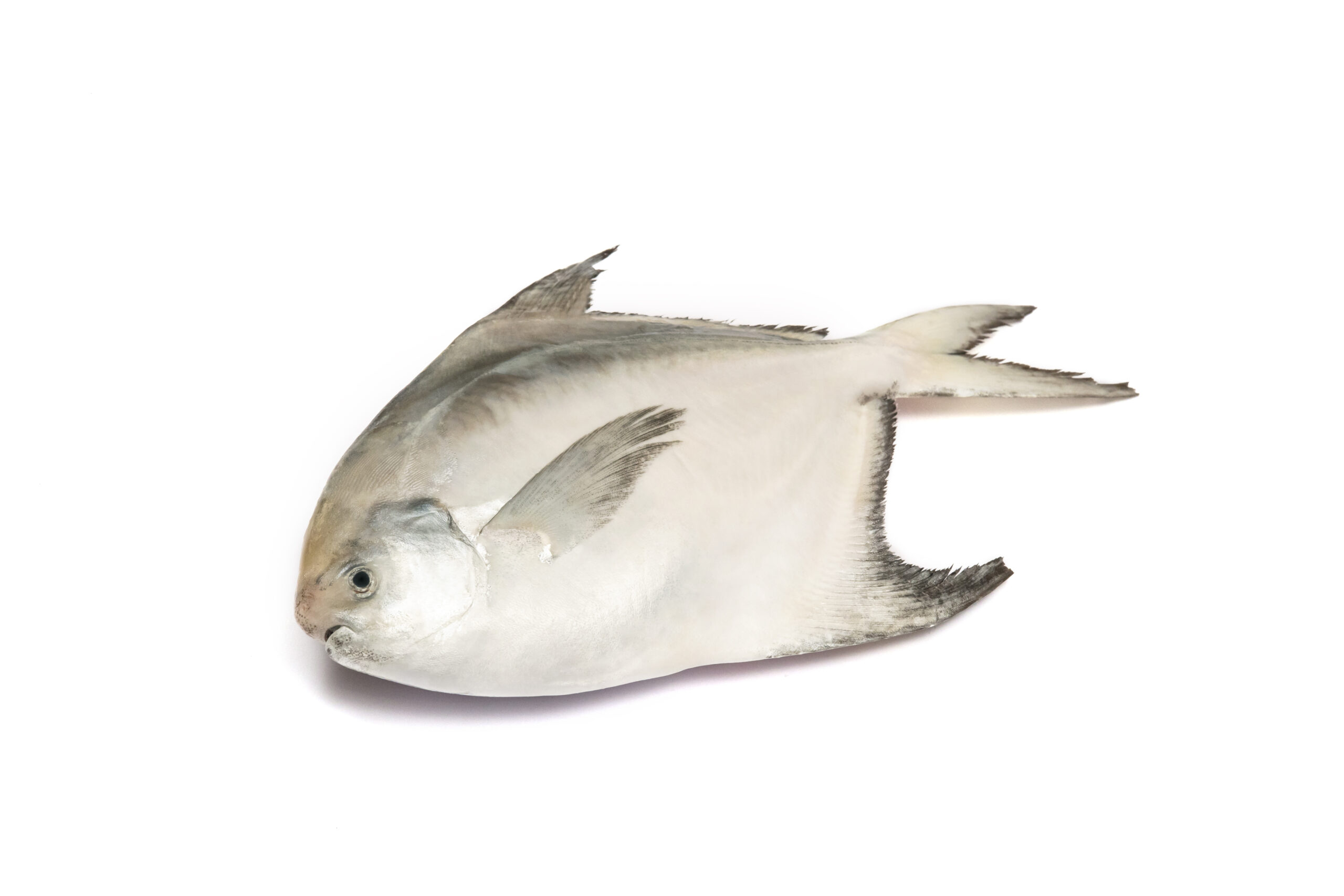 Silver Pomfret