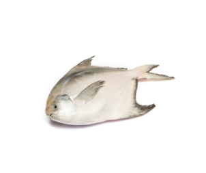 Silver Pomfret (1)